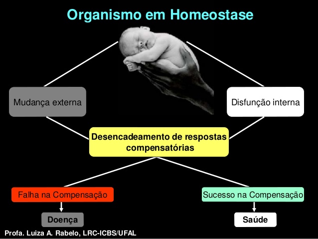 homeostasia aula
